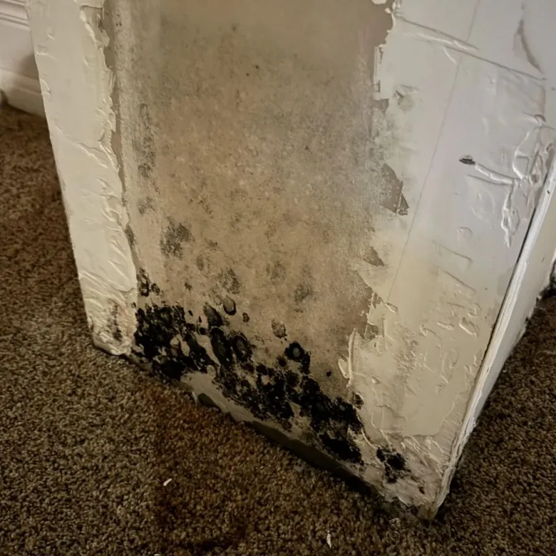Professional Mold Removal in Greenfield, IL